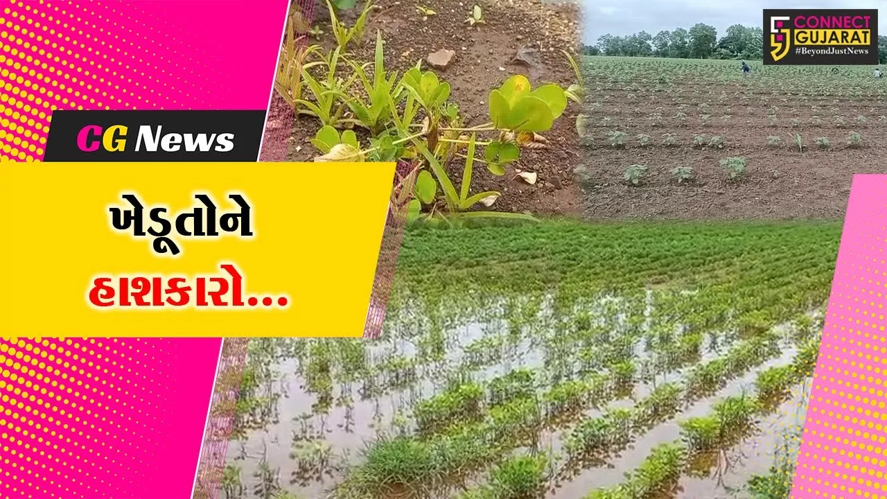 અમરેલી : અવિરત વરસાદના 35 દિવસ બાદ સૂર્ય નારાયણના દર્શનથી વરાપ નીકળતા ખેડૂતો નિંદામણમાં જોતરાયા...