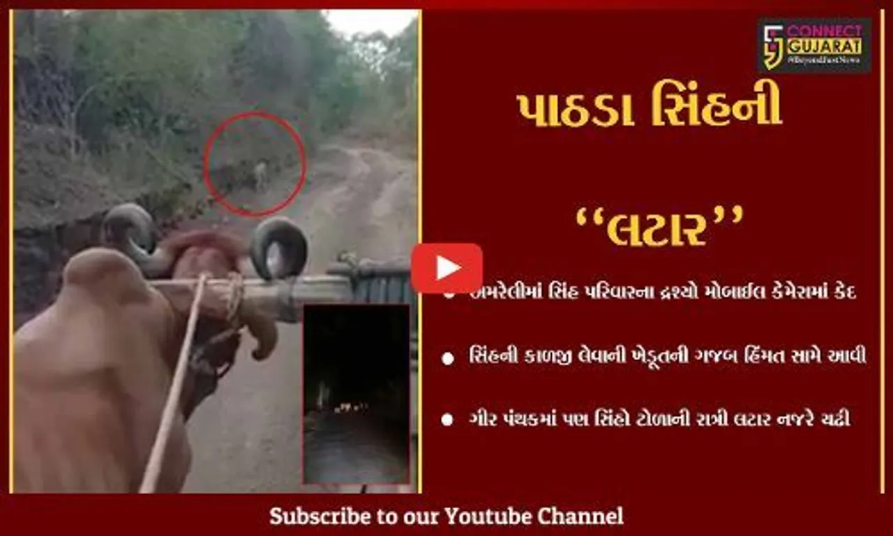અમરેલી : બળદગાડા સામે આવી ચઢ્યો "સિંહ", તો સિંહ પરિવારની રાત્રિ લટાર પણ કેમેરામાં કેદ થઈ