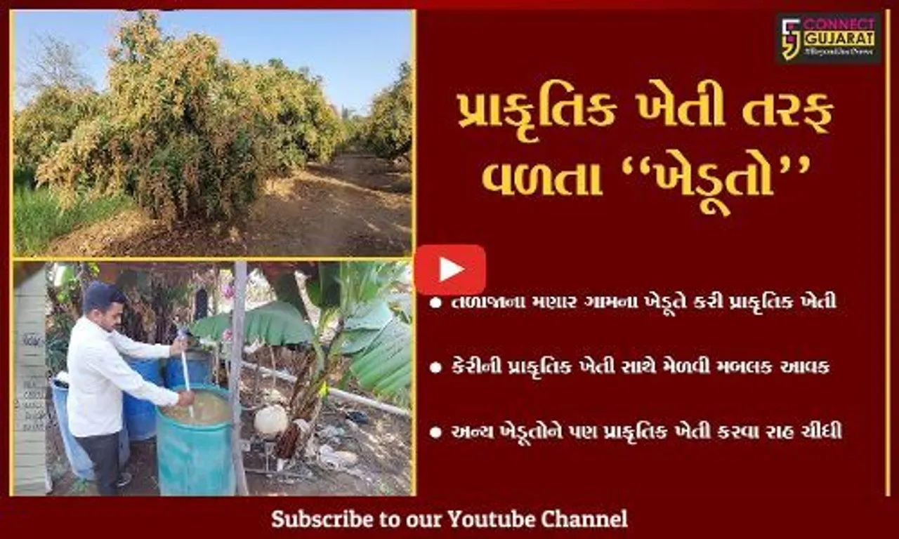 ભાવનગર : મણારના ખેડૂતે કરી ઓર્ગેનિક કેરીની સફળ ખેતી, અન્ય ખેડૂતોને નવી રાહ ચીંધી...