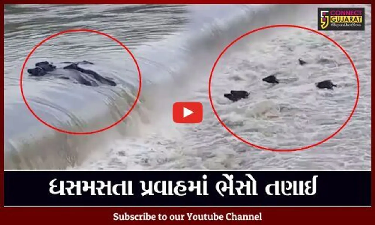 સાબરકાંઠા : તાજપુરની મેશ્વો નદીમાં અચાનક જળ પ્રવાહ વધતા 5 ભેંસ તણાઈ, જુઓ "LIVE" વિડિયો..!