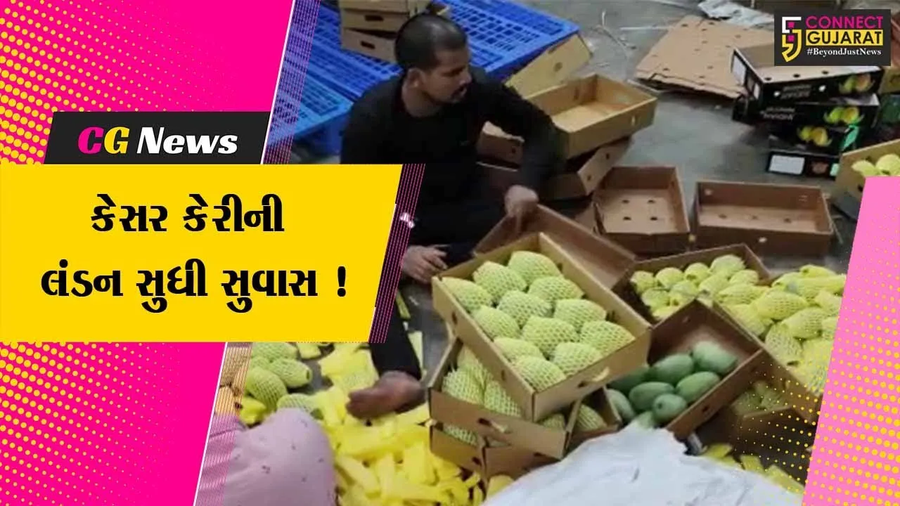 કચ્છ: લંડનના માર્કેટમાં કેસર કેરીની બોલબાલા,લોકો ખરીદવા માટે કરે છે પડાપડી