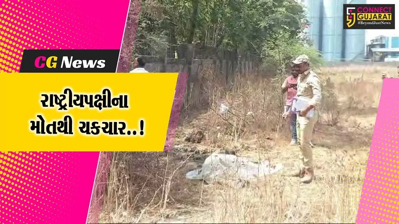અંકલેશ્વર : ફિકોમ ચોકડી નજીક 2 મોર-એક ઢેલનો મૃતદેહ મળી આવતા ચકચાર, વન વિભાગ દોડતું થયું
