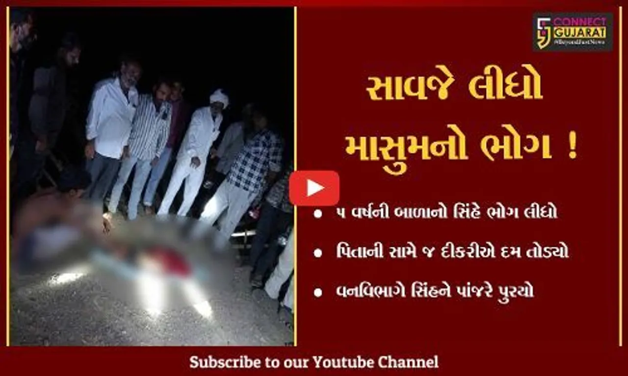 અમરેલી : સિંહ બાળકીને અડધો કી.મી.સુધી ઉપાડી ગયો,પિતા દોડ્યા અને પછી શું થયું જુઓ
