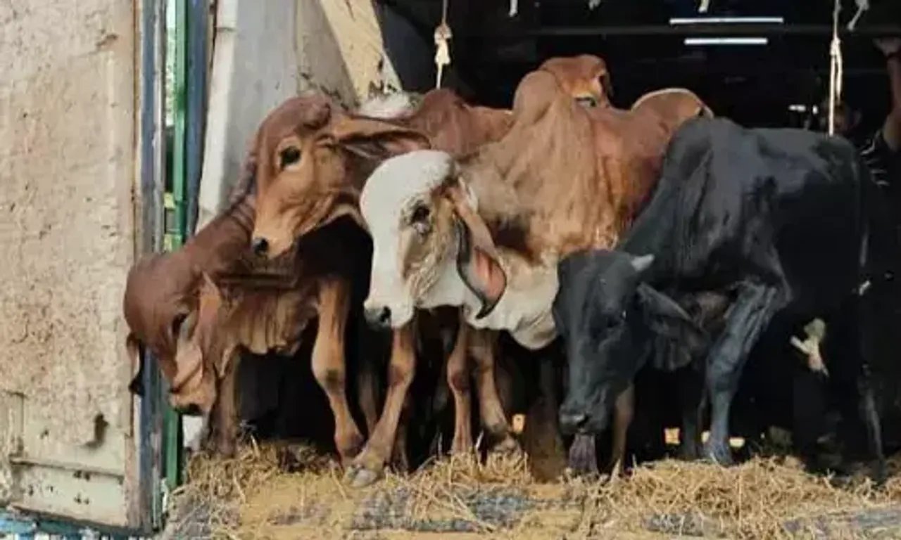 પંચમહાલ : ગોધરાના કેવડીયા ગામ નજીકથી કન્ટેનરમાં બાંધીને કતલખાને લઈ જવાતા 55 ગૌવંશોને બચાવી લેવાયા...