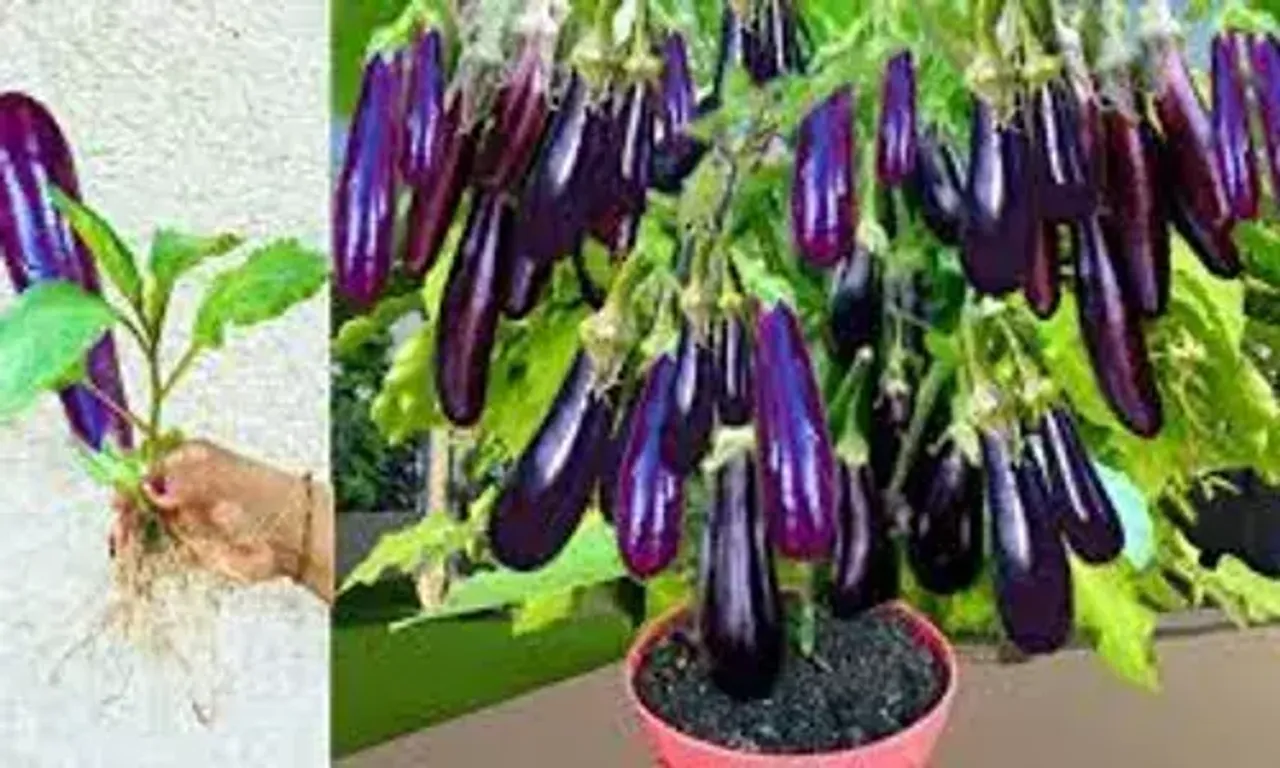 રીંગણ છે સ્વાસ્થ્ય માટે ફાયદાકારક, જાણો કોને રીંગણ ના ખાવા જોઈએ...