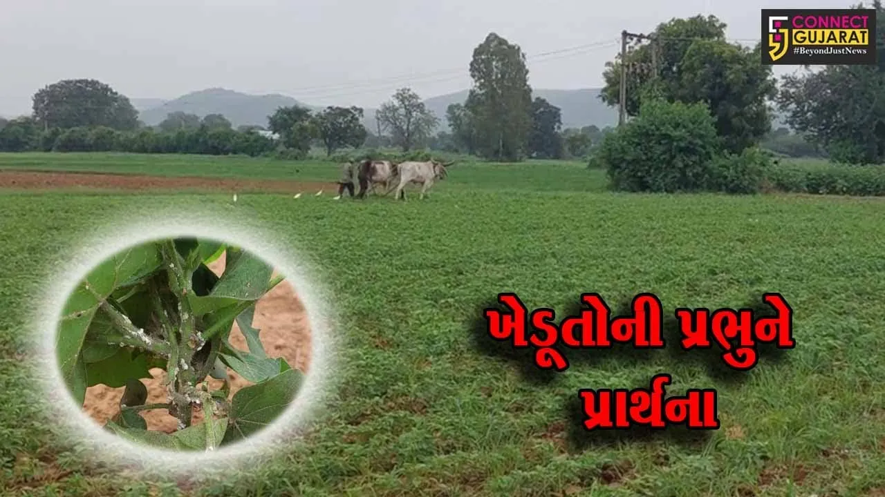 સાબરકાંઠા : વરસાદ પાછો ખેંચાતા ખેડૂતોની હાલત કફોડી, પાકમાં ફૂગ સહિત ઈયળનો પણ ઉપદ્વવ...