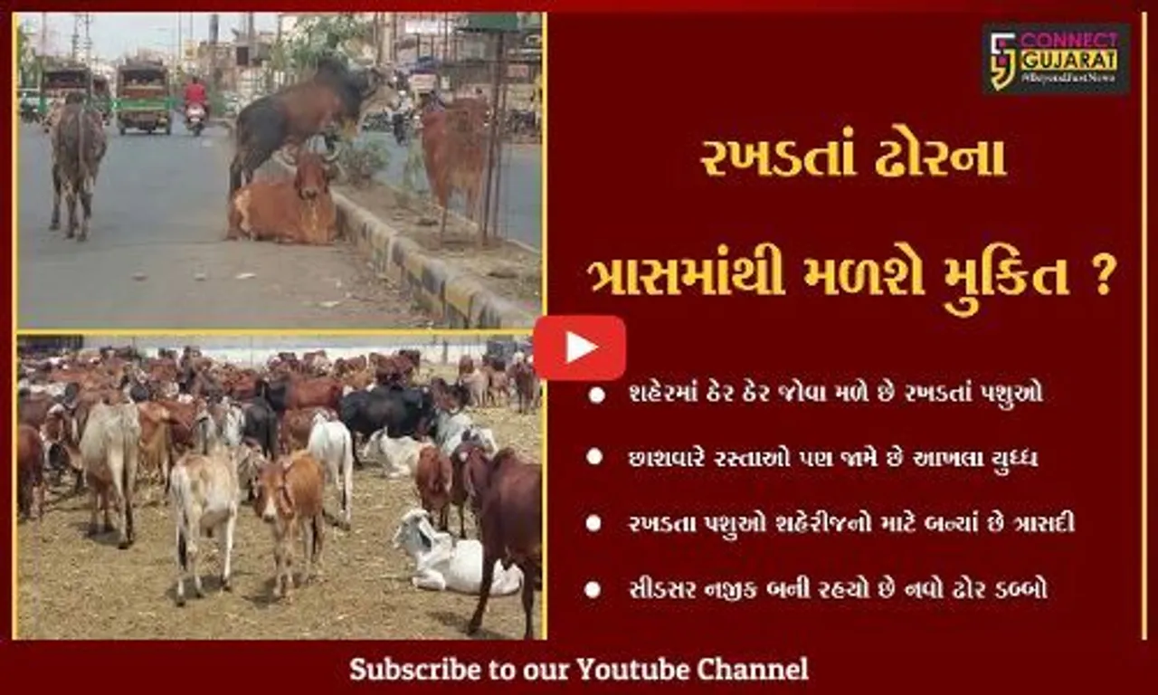 ભાવનગર : રખડતાં ઢોરોને પાંજરે પુરવાની તૈયારીઓ શરૂ, વધુ એક ઢોર ડબ્બો બનશે