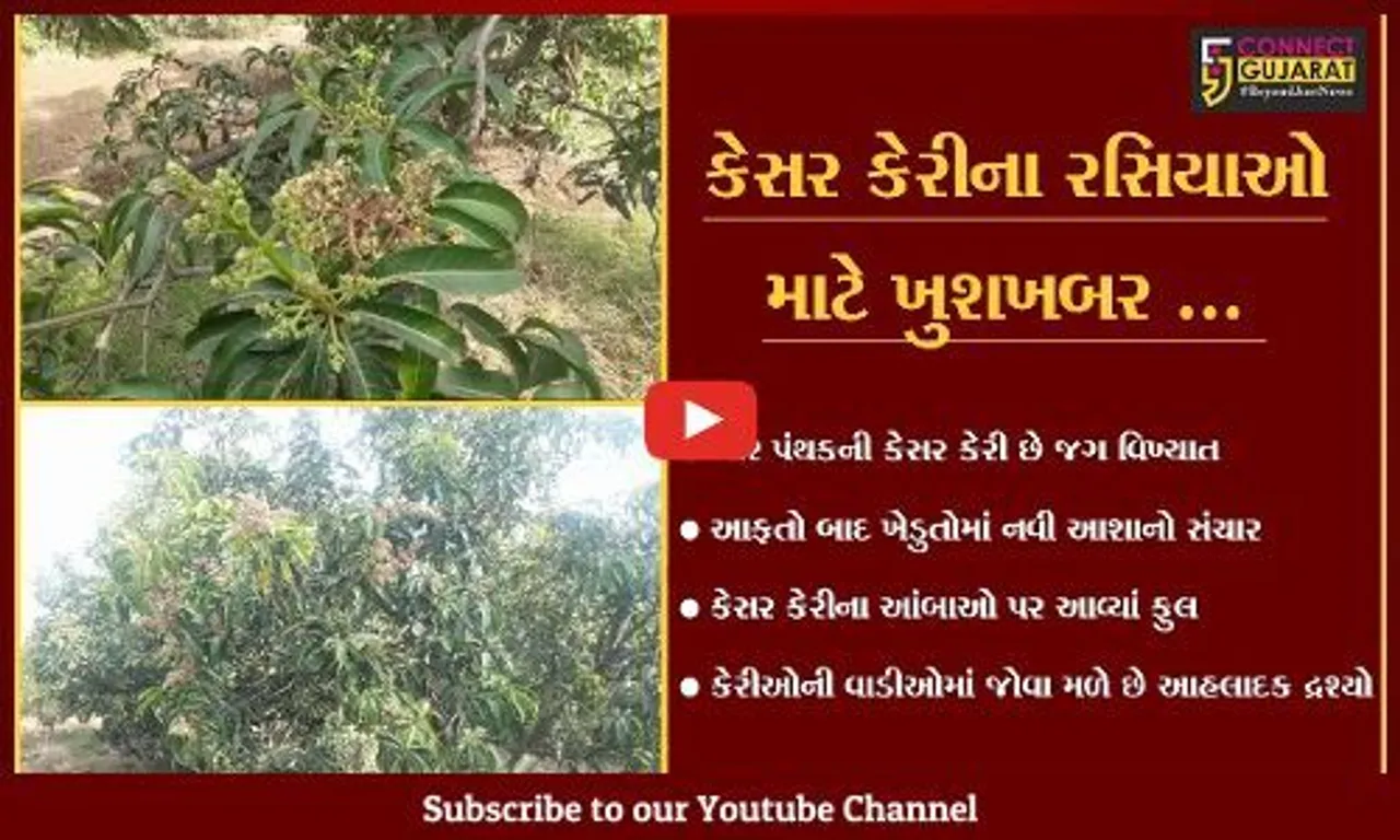 ગીર સોમનાથ : આંબાઓ પર આવ્યાં "ફુલ", કેસર કેરીના બમણા ઉત્પાદનનો આશાવાદ