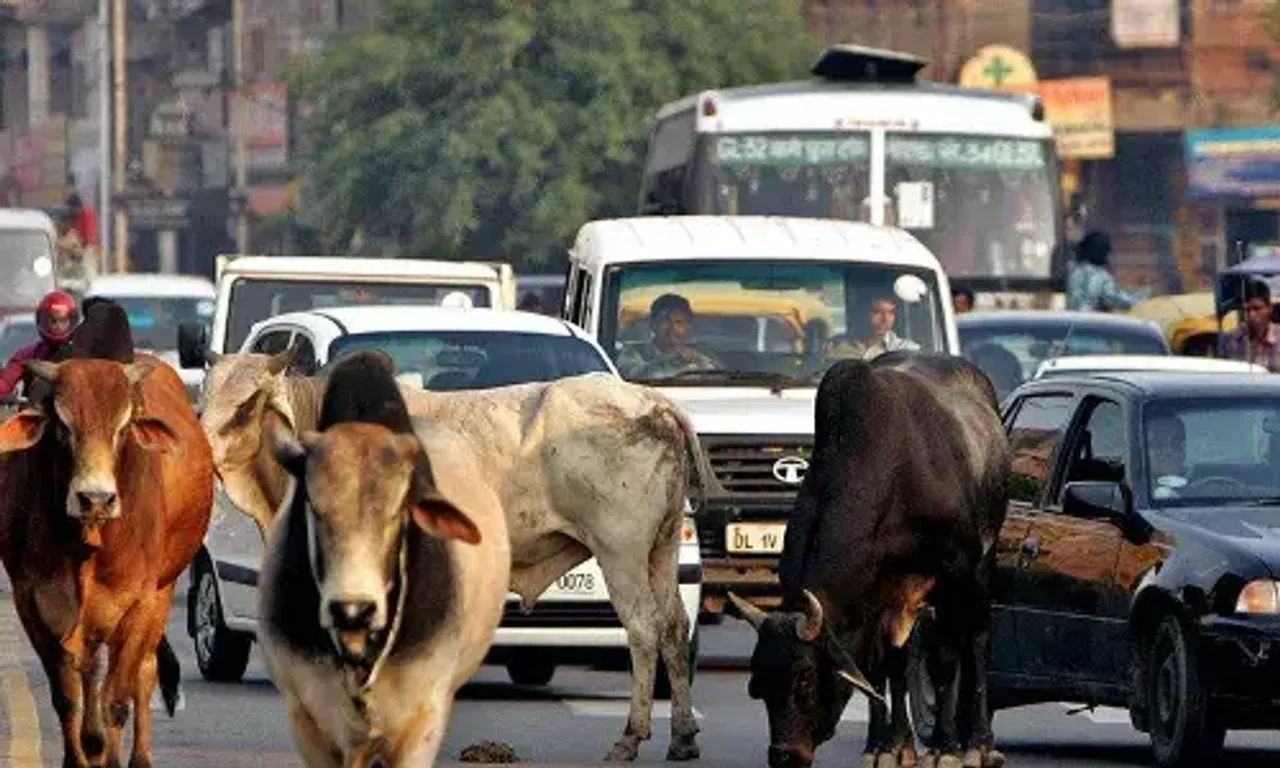 અમદાવાદ : છેલ્લા 10 મહિનામાં મ્યુનિશિપલ કોર્પોરેશને શહેરભરમાંથી 16,323 રખડતાં ઢોર પકડ્યા...