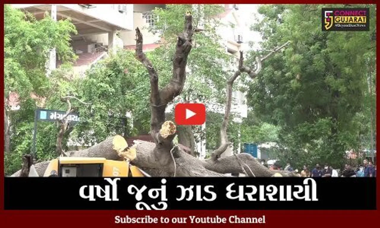 અમદાવાદ : લો-ગાર્ડન પાસે વૃક્ષ ધરાશાયી થતાં 2થી વધુ લોકો થયા ઘાયલ