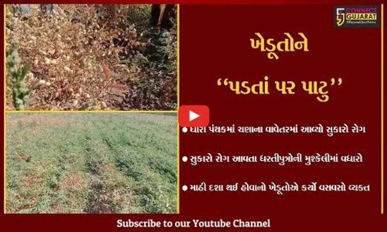 અમરેલી : ચણાના વાવેતરમાં આવ્યો સુકારા નામનો રોગ, ખેડૂતોની મુશ્કેલીમાં વધારો..