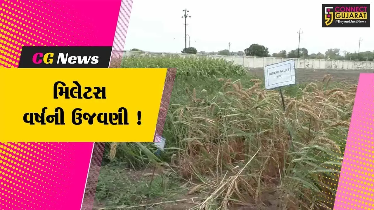 જામનગર: બાજરા સંશોધન કેન્દ્ર ખાતે તમામ પ્રકારના નવ મિલેટસનું વાવેતર કરાયુ,લોકોને આપવામાં આવી સમજ