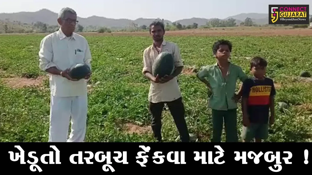 સાબરકાંઠા: ખેડૂતોને તરબૂચના ઊંચા ભાવ ન મળતાં ફેંકી દેવા મજબુર,જુઓ ખેડૂતોની શું છે સ્થિતિ