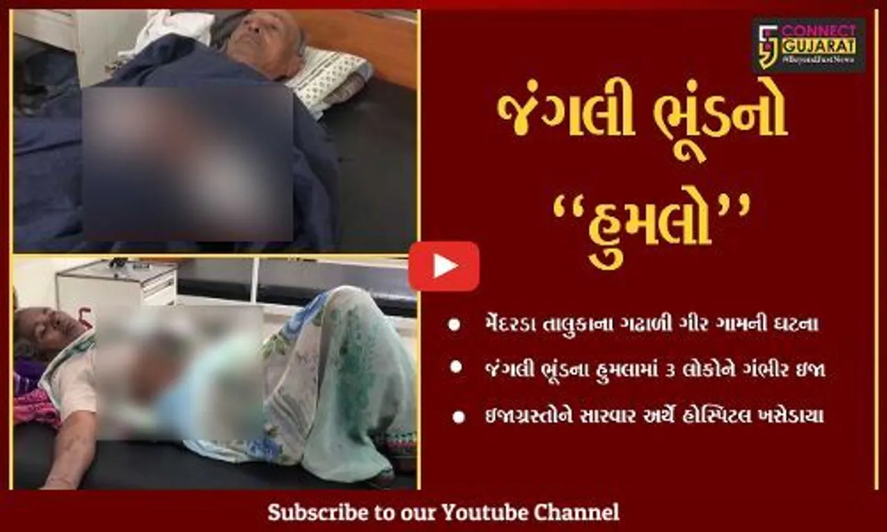 જુનાગઢ : ગઢાળી ગીર ગામે જંગલી ભૂંડના હુમલામાં 3 લોકોને ગંભીર ઇજા, ઇજાગ્રસ્તો સારવાર હેઠળ...