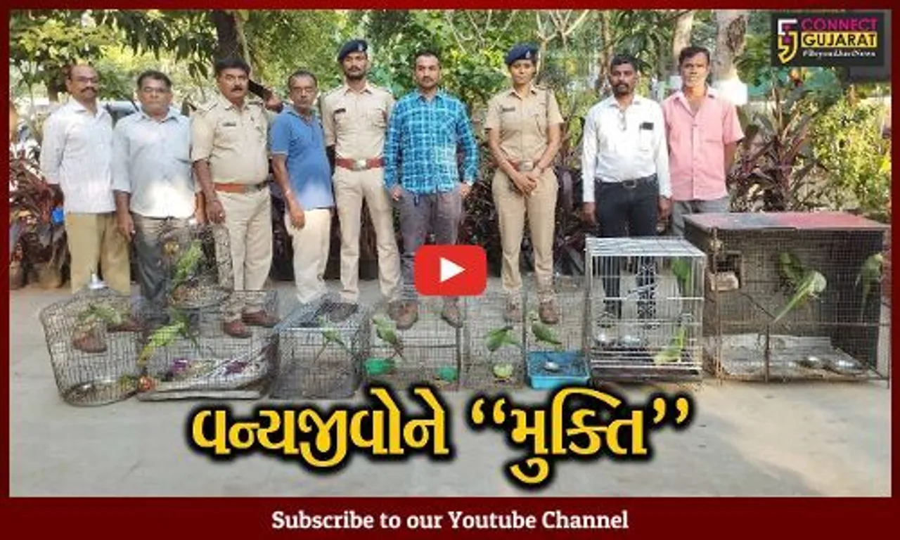 વડોદરા : રહેણાંક મકાનોમાં લોકોએ ગેરકાયદેસર રાખ્યા હતા વિવિધ પ્રજાતિના પોપટને કેદ, જુઓ પછી શું થયું..!