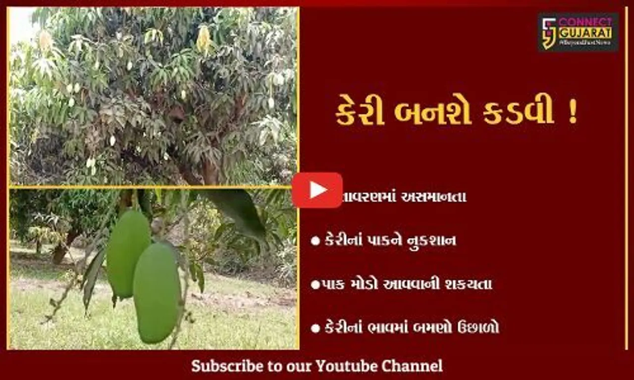 અંકલેશ્વર: આ સિઝનમાં કેરી લાગશે કડવી,જુઓ કયા કારણથી કેરીનાં ભાવમાં આવ્યો બમણો ઉછાળો