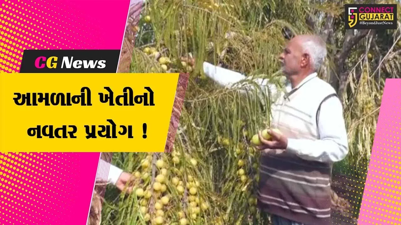 અરવલ્લી:આમળાની ખેતીએ ખેડૂતને કર્યા માલામાલ, વર્ષની આવક જાણી ચોકી જશો