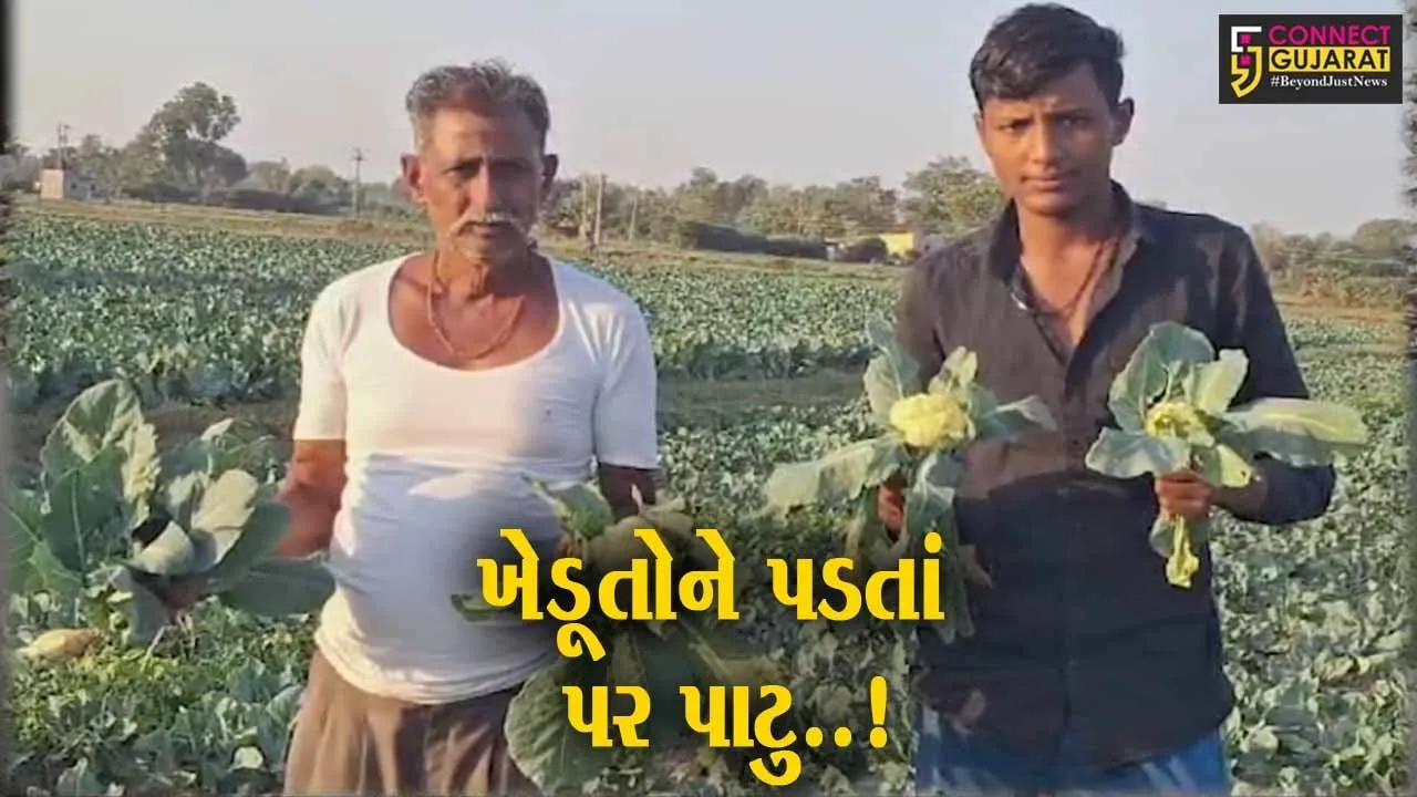 સાબરકાંઠા : પ્રાંતિજના કમાલપુરમાં ફુલાવરનું બિયારણ નિકળ્યું ભેળસેળવાળું, ખેડૂતને રાતા પાણીએ રોવાનો વારો...