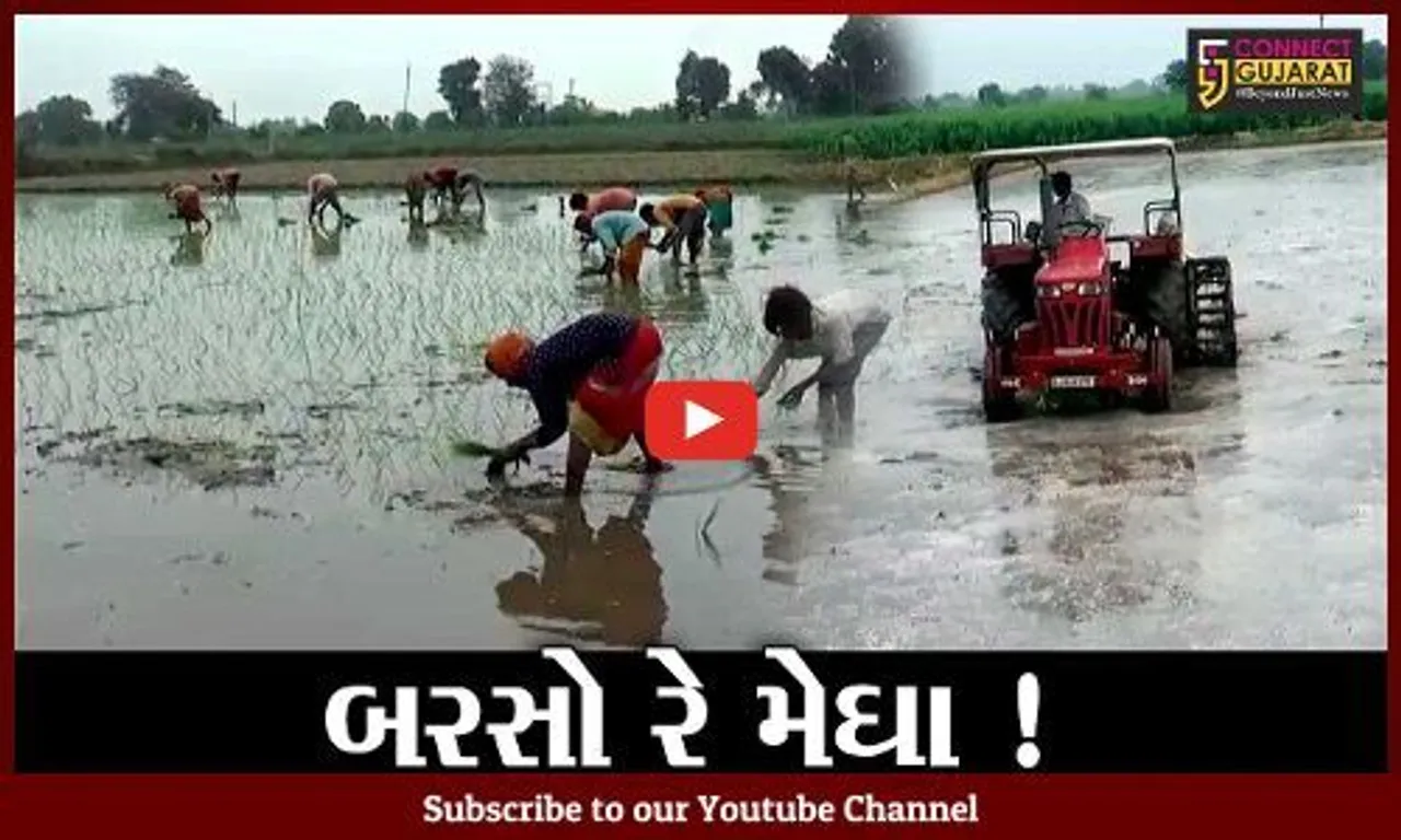 સાબરકાંઠા: વરસાદ ખેંચાતા ડાંગરની ખેતી સામે જોખમ, જુઓ શું કહી રહ્યા છે ધરતીપુત્રો