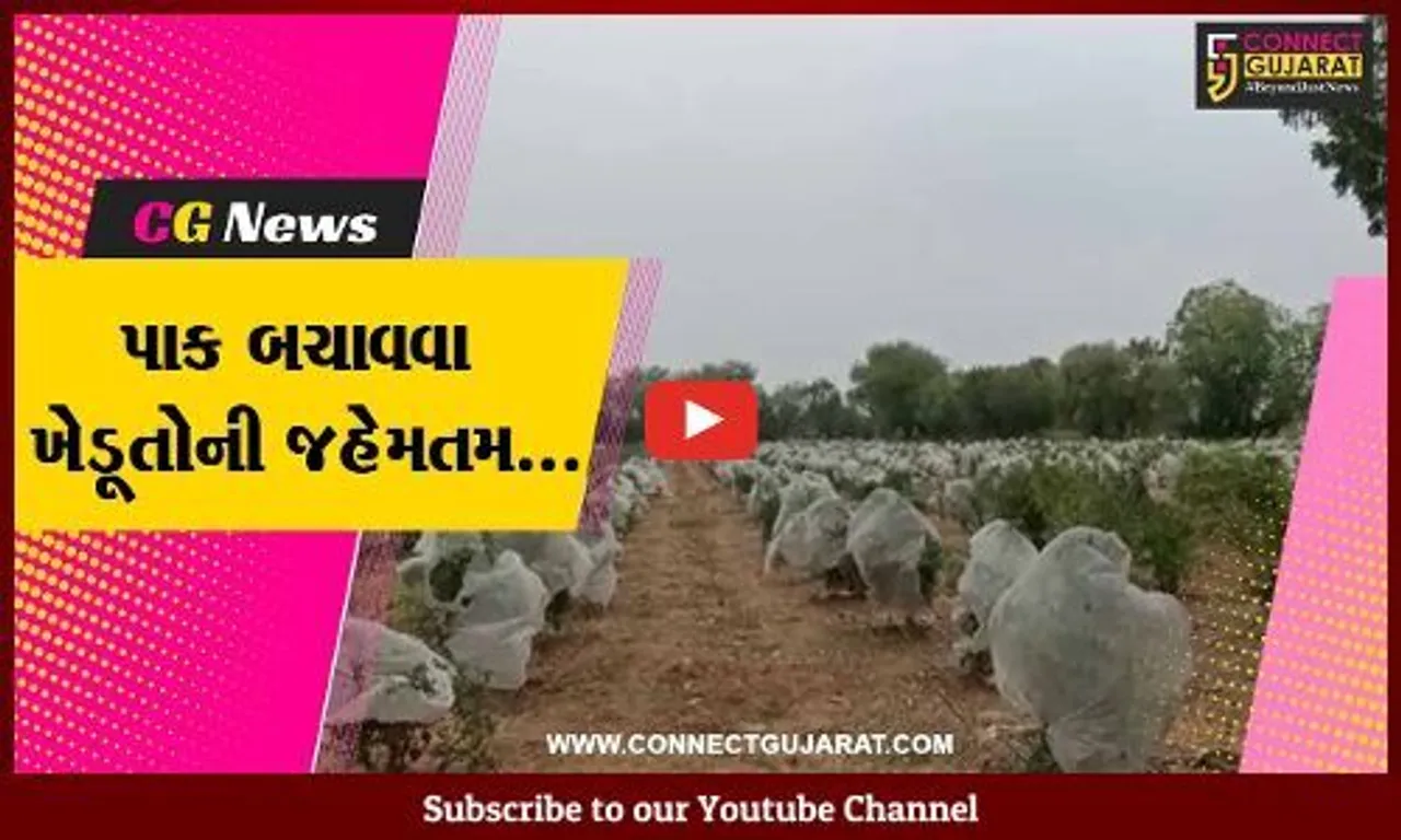 કચ્છ : માવઠાની આગાહી વચ્ચે મહામૂલો પાક બચાવવા ખેડૂતોની જહેમત, પાકના ફરતે પ્લાસ્ટિક લપેટવાનો વારો..!