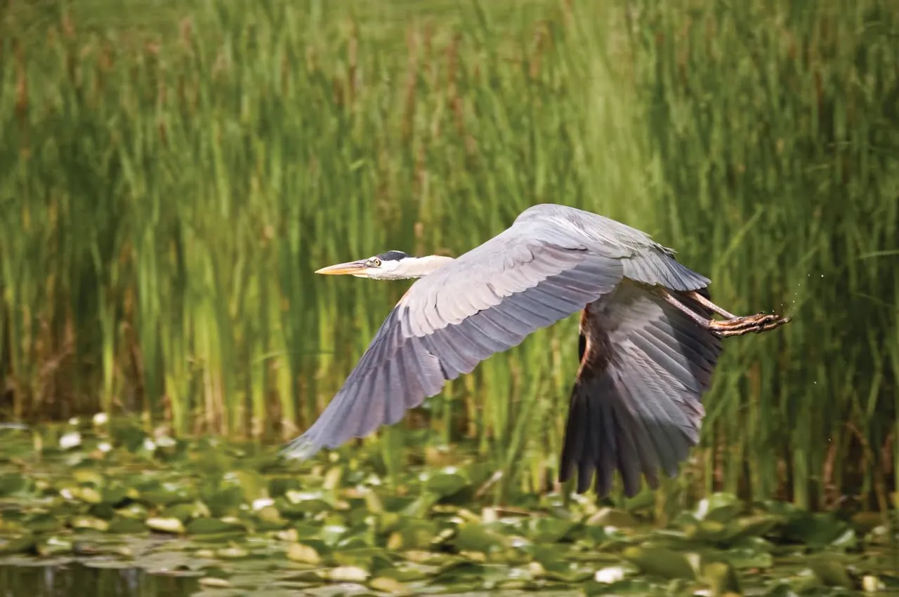 22મે વિશ્વ જૈવ વિવિધતા દિવસની ઉજવણી