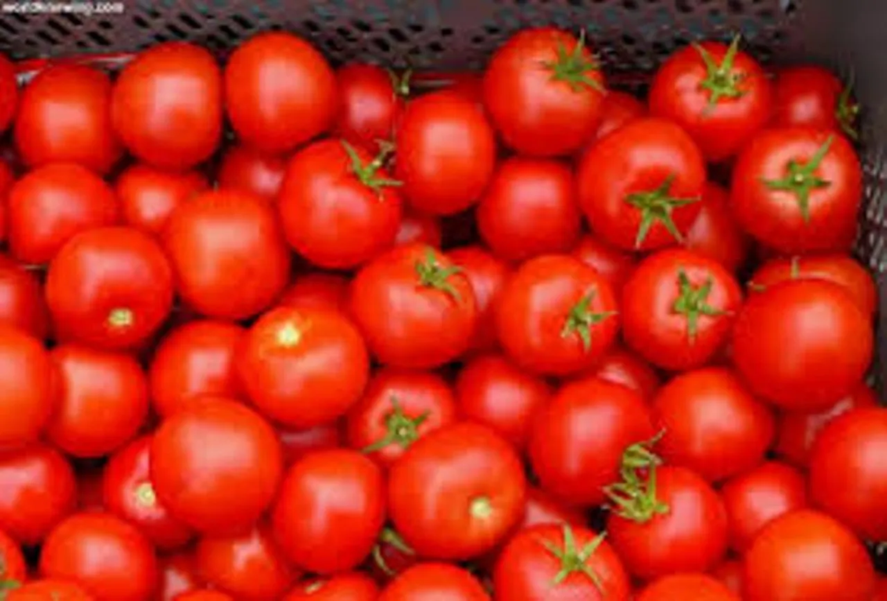 લાલ ટામેટા હૃદય રોગ થી રાખશે દૂર,સંશોધન માં કરાયો દાવો