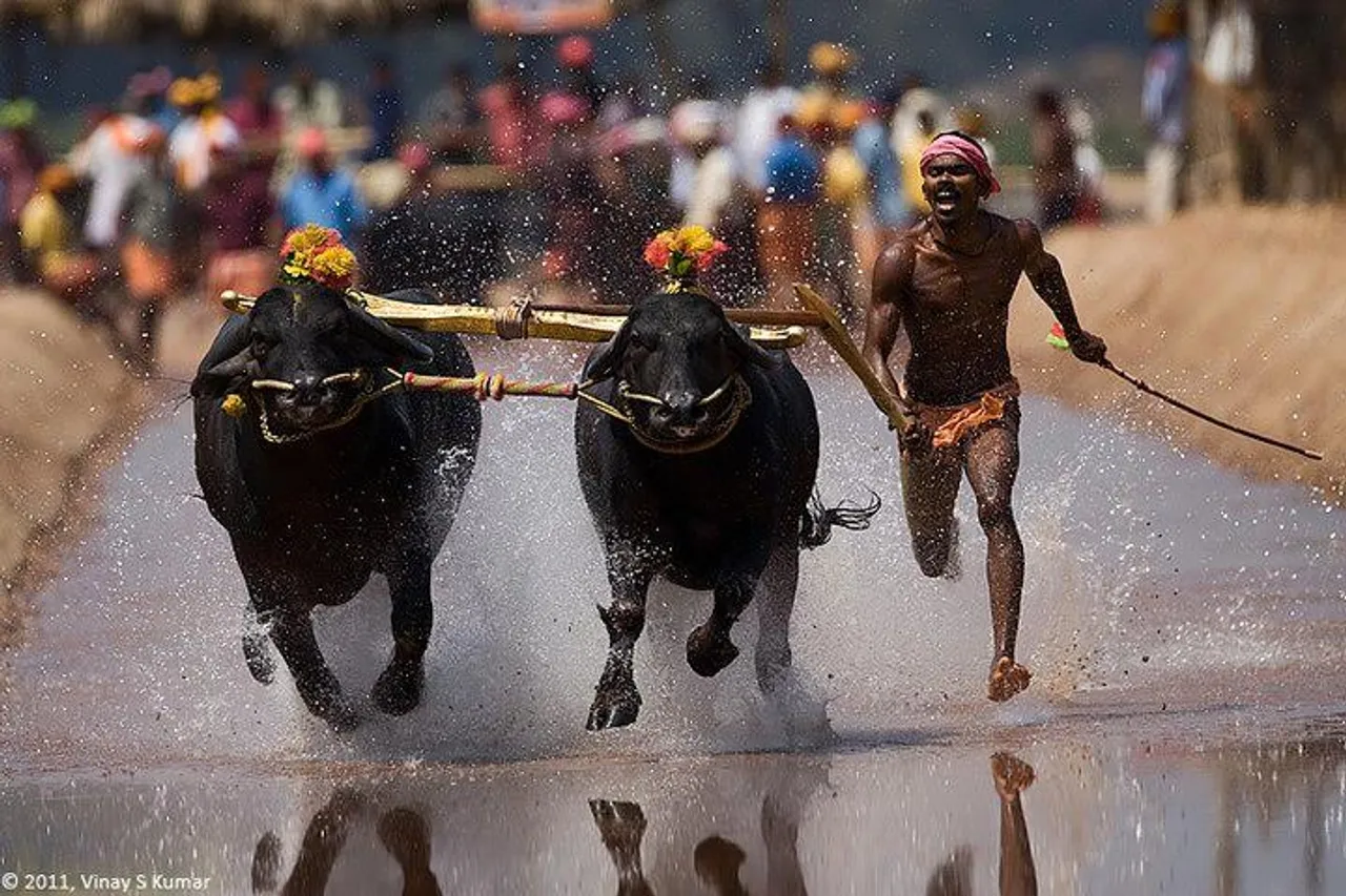 કર્ણાટકમાં 'કમ્બાલા' ના સમર્થનમાં પ્રદર્શન યોજાયુ