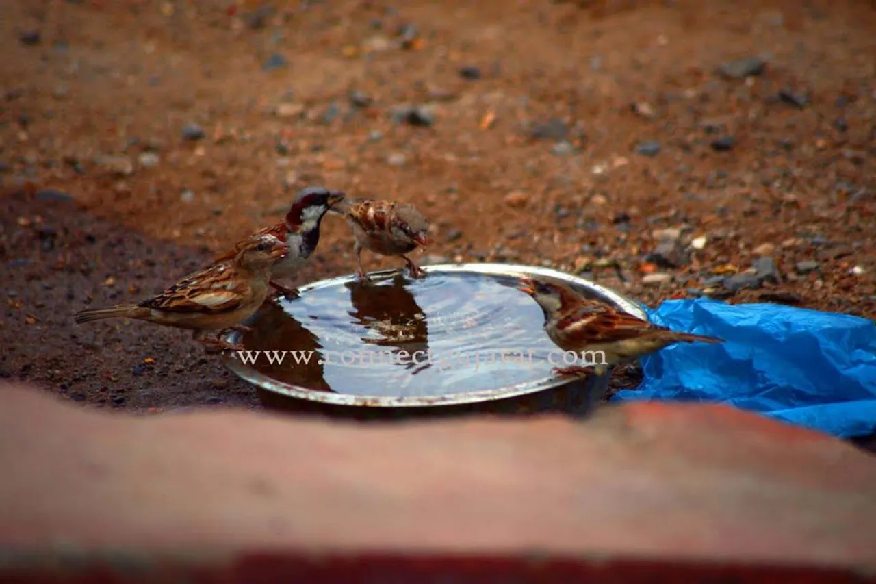 એક હતી ચકલી અને એક હતો ચકલો, હવે વાર્તા માંજ જીવંત રહ્યા