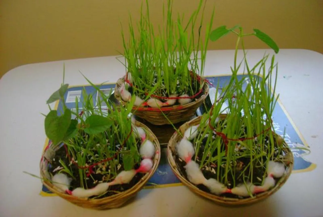 દેવશયની એકાદશી સાથે ગૌરીવ્રતનો પ્રારંભ