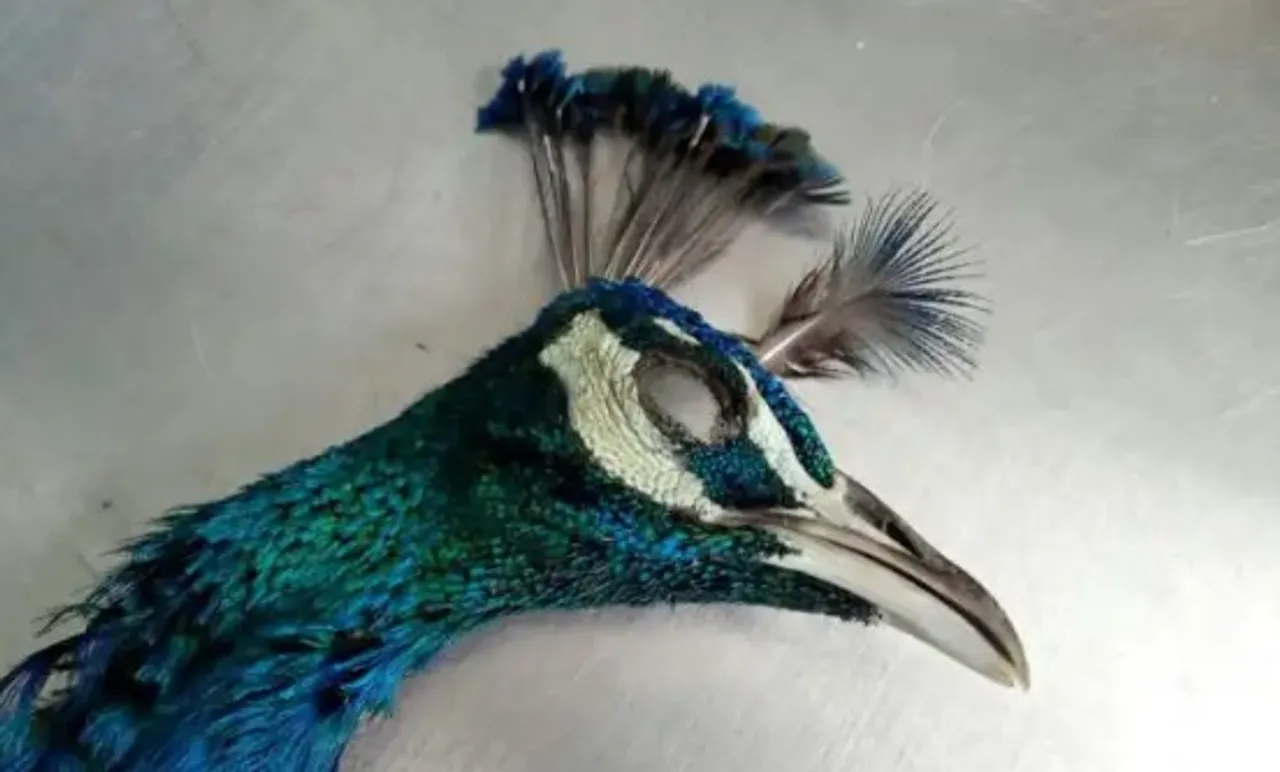 ભરૂચનાં જીએનએફસી રોડ પર વાહનની ટક્કરે રાષ્ટ્રીય પક્ષી મોરનું મોત