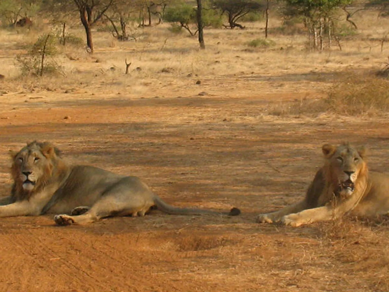સાસણના જંગલમાં ૧૫મી જૂનથી ચોમાસાનું પડશે ૪ માસનું વેકેશન