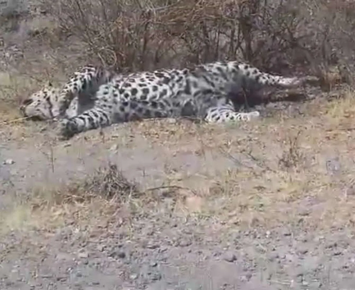 ગીરનાં તુલશીશ્યામ રેન્જમાંથી સિંહબાળ અને દીપડો મૃત હાલતમાં મળતાં દોડધામ