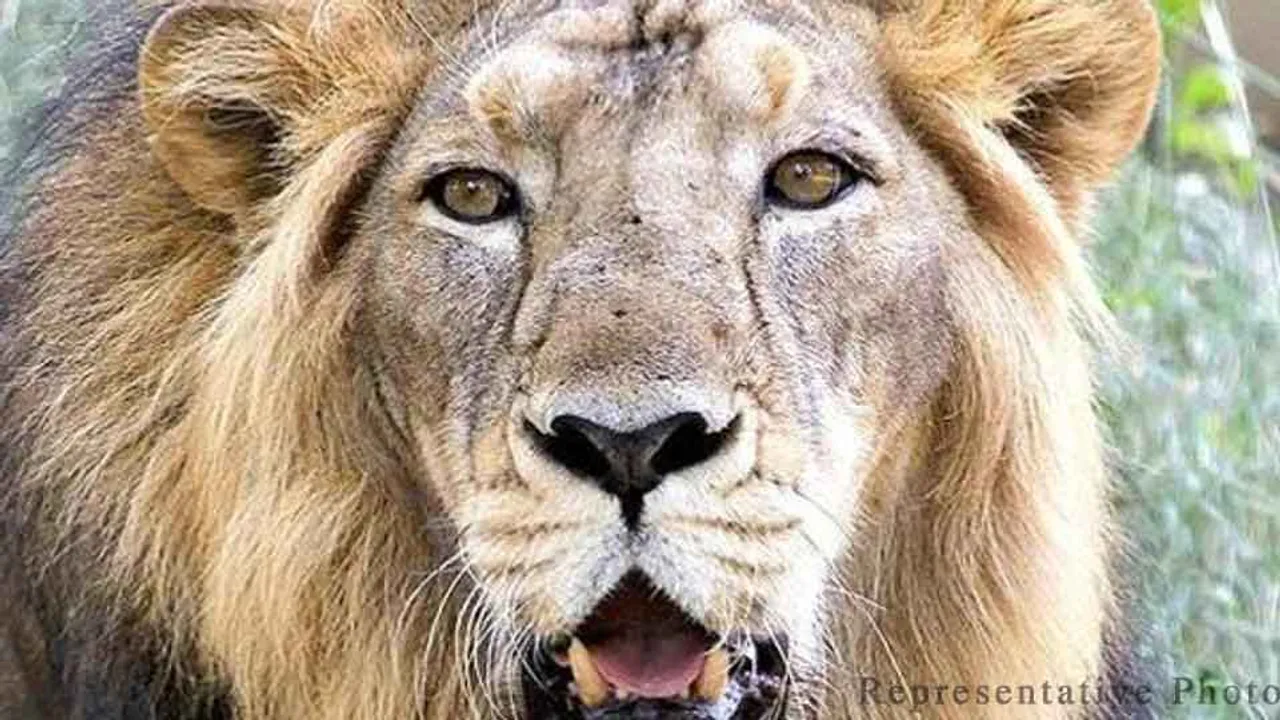 જુનાગઢઃ દેવળિયા પાર્કમાં સિંહનો ત્રણ કર્મીઓ ઉપર હુમલો, એકનું મોત