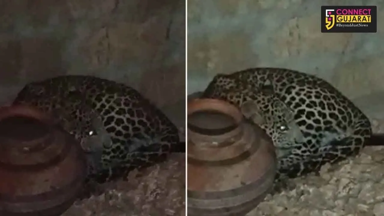 ગીર સમોનાથઃ વાડીમાં ઘુસી આવેલા દીપડાને ખેડૂતે ઓરડીમાં પૂર્યો