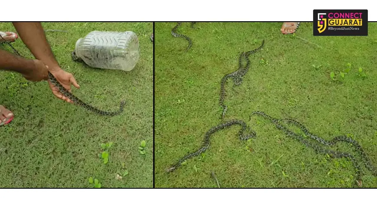 નવસારીનાં સાલેજ ગામે અજગરનાં એક સાથે 9 બચ્ચાં મળી આવતાં સર્જાયું કુતૂહલ