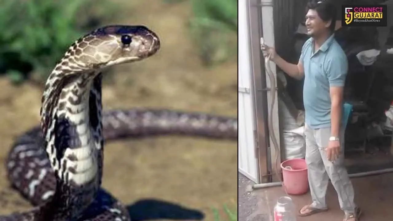 નવસારીઃ કોબ્રાને પકડવા જતાં એક ભૂલ ભારે પડી, 45 ઇન્જેક્શન બાદ યુવક ભાનમાં આવ્યો