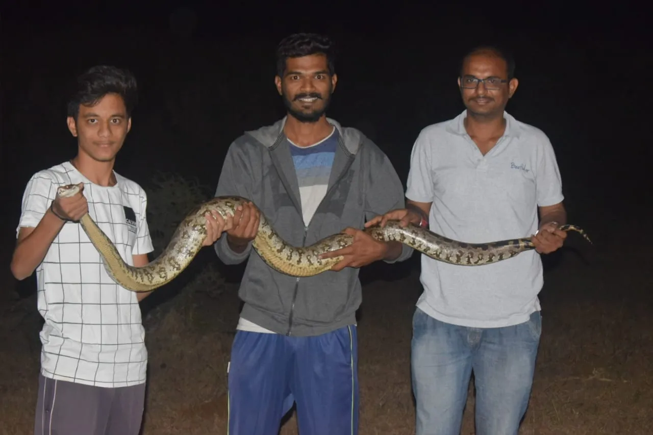 વાલિયાના ચમાંરીયા ગામના કોતરમાંથી આશરે ૧૦ ફૂટ લાંબો અજગર પકડાયો