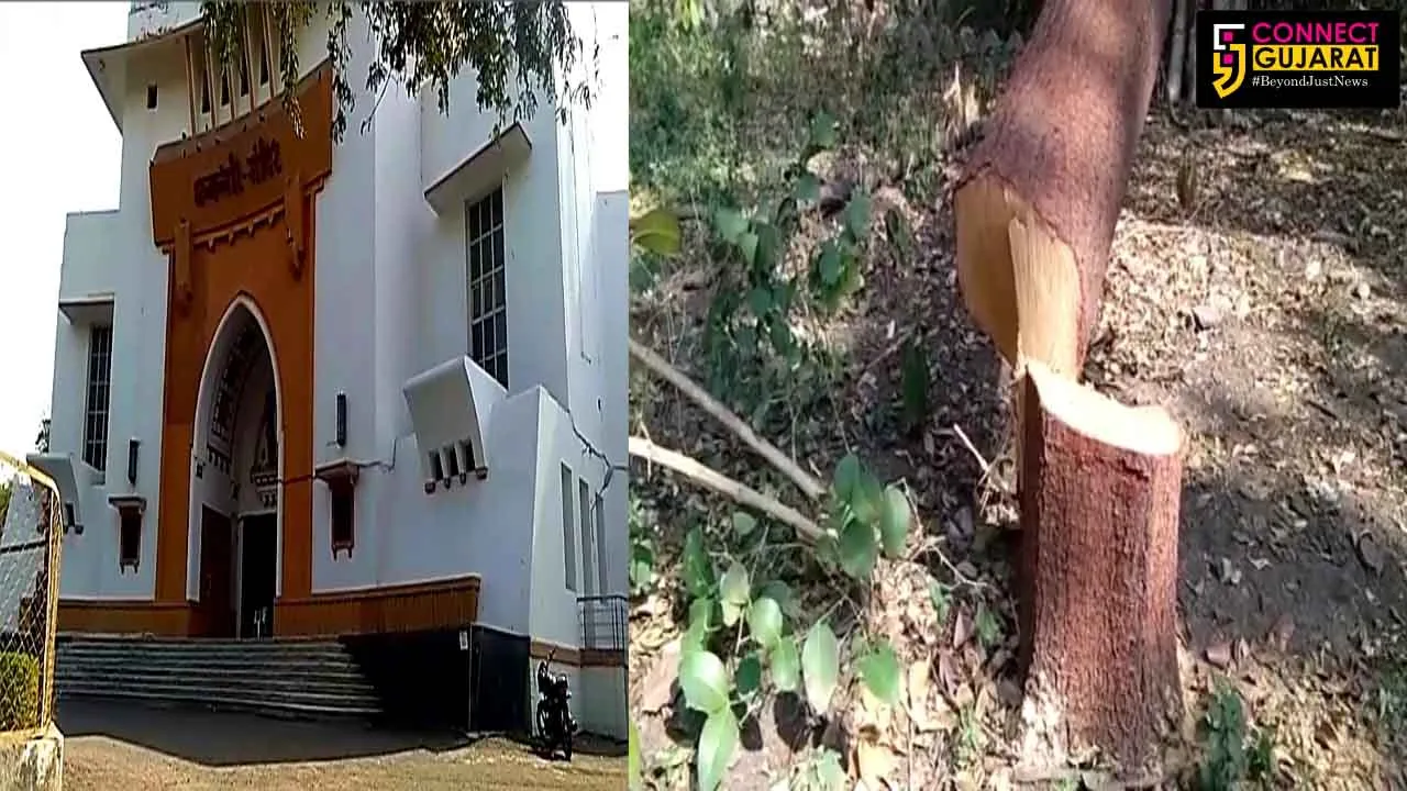 જામનગર : ચંદનનું ઝાડ કાપી લાક્ડા ચોરી થી ચકચાર