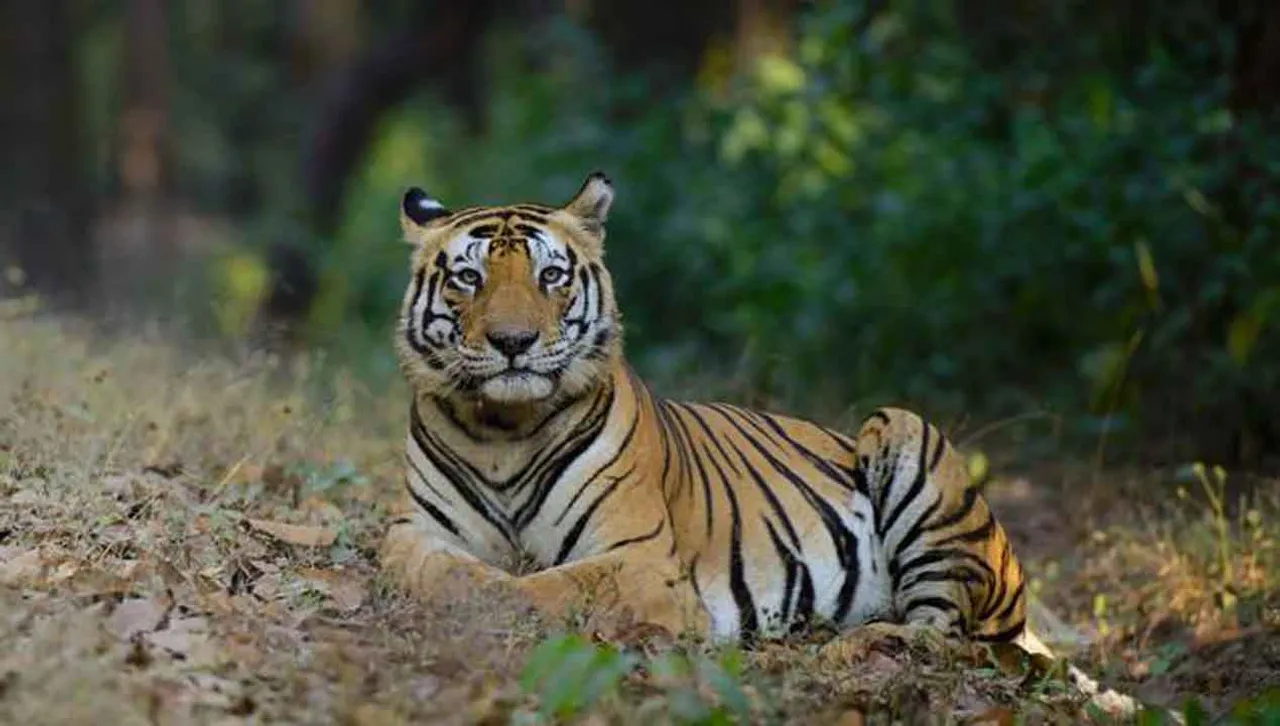 મહીસાગર : પંચમહાલની સરહદ પર આવેલ ગઠ ગામ પાસેના જંગલમાં જોવા મળ્યો વાઘ