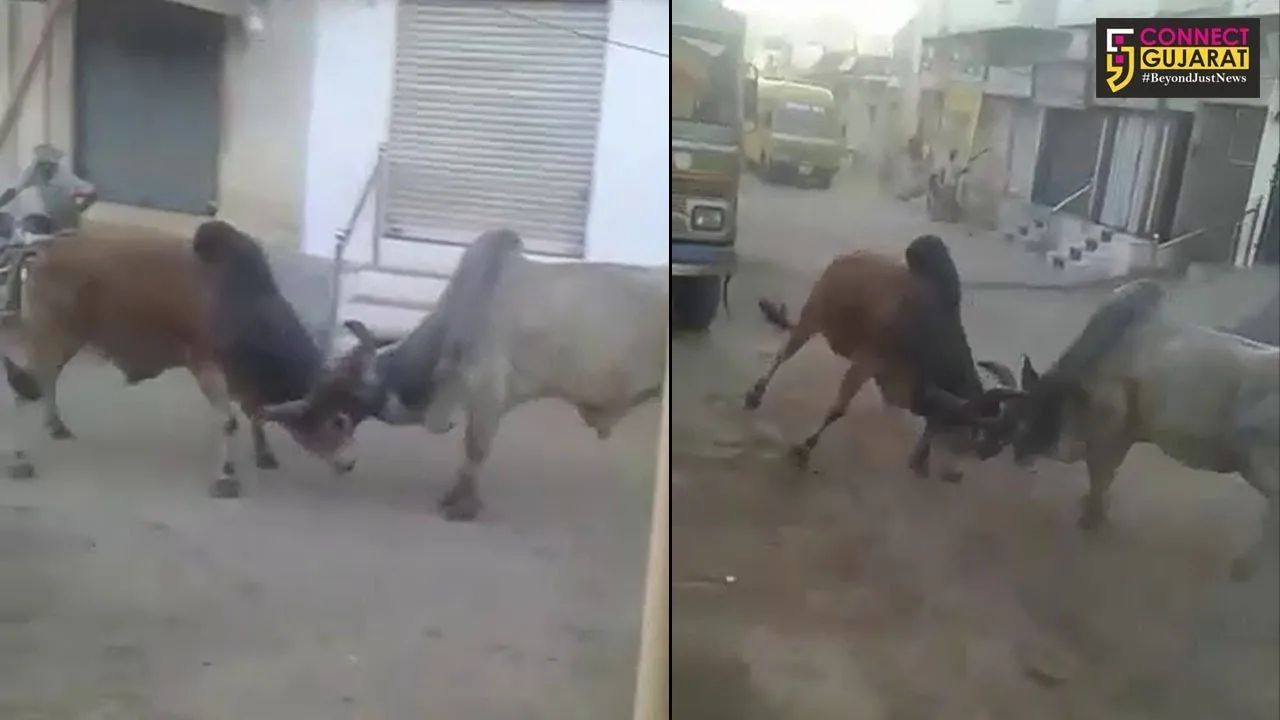 કચ્છ:નખત્રાણાના મુખ્ય રસ્તાઓ પર આખલા યુદ્ધથી લોકો ત્રસ્ત