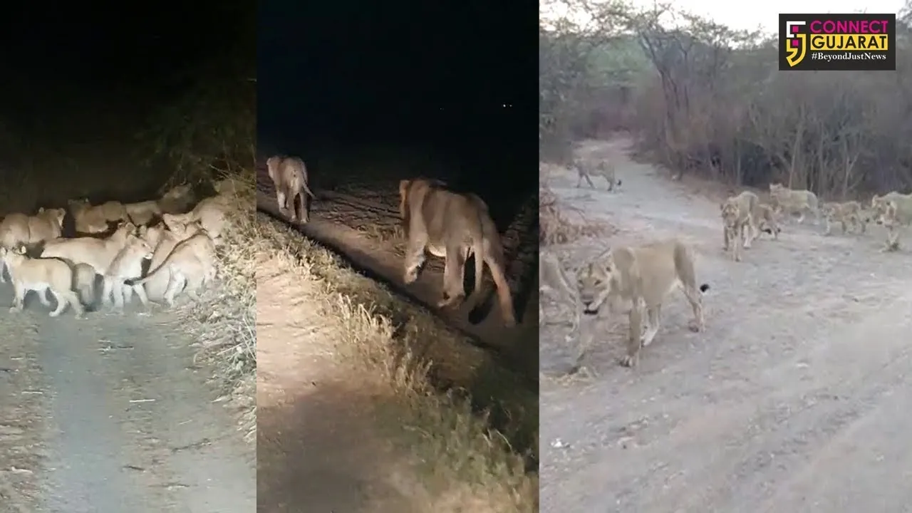 અમરેલી : ઉનાળામાં જંગલની બહાર નિકળ્યું 20 જેટલા સાવજોનું ટોળું