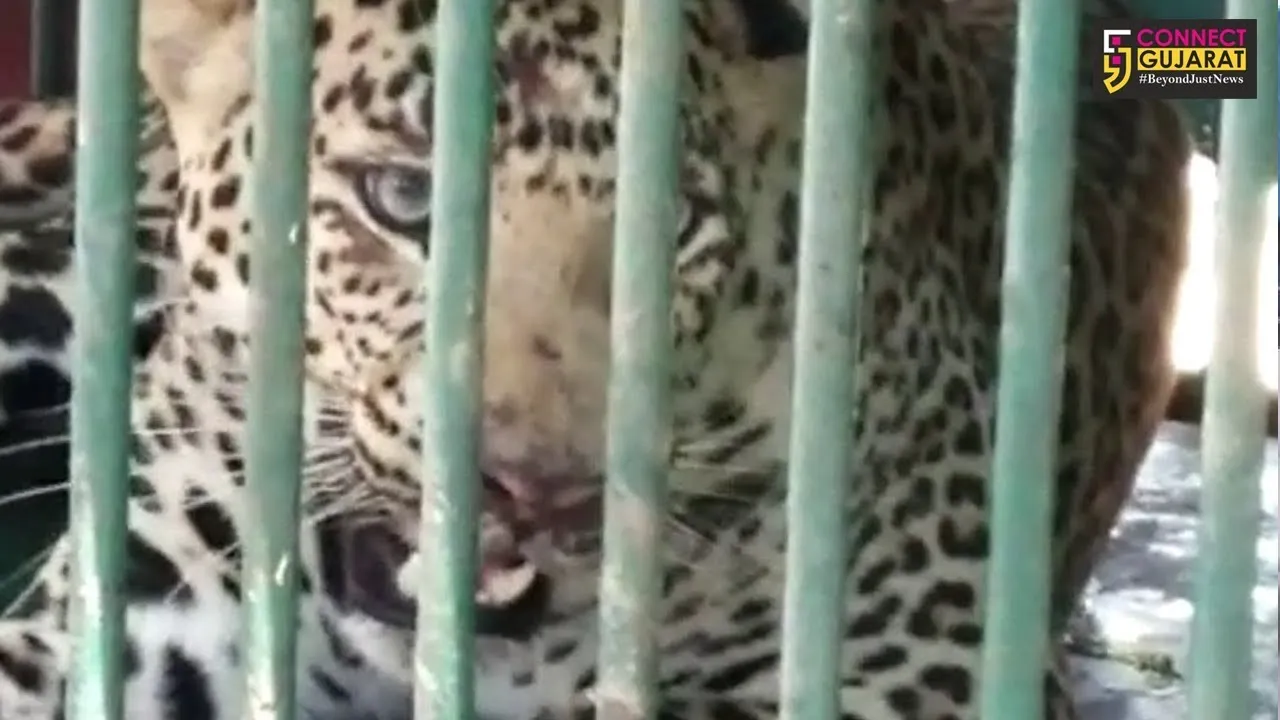 નવસારીના કુરેલ ગામે આવેલ વાળી માંથી ૪વર્ષનો  દીપડો પાંજરે પુરાયો