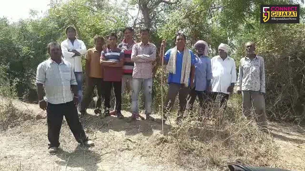 શિનોર: મોટાફોફ્ળીયામાં ૧૨ થી વધુ પશુઓના અચાનક મોત થી પશુપાલકોમાં ગમગીની