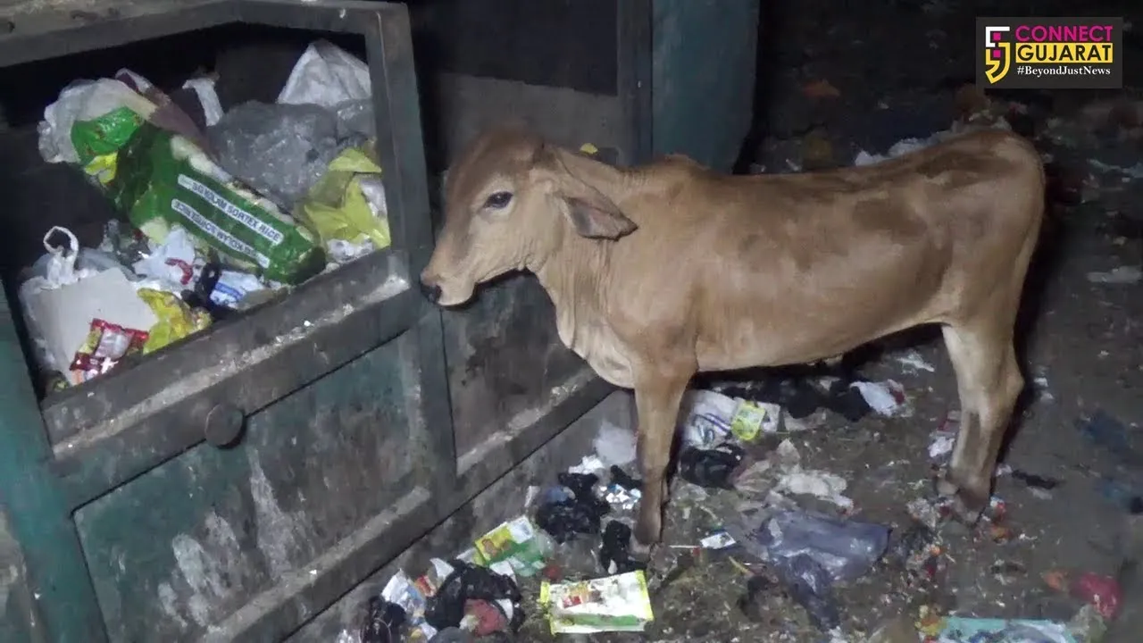 અંકલેશ્વરના ગુજરાત હાઉસિંગ બોર્ડ માં પ્લાસ્ટિકની બેગ ખાવાથી ગાયનું મોત
