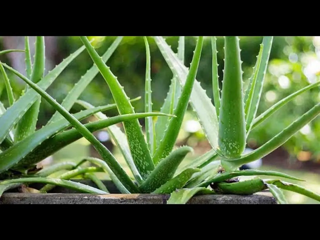 એલોવેરાની ખેતી કરી મબલખ ઉત્પાદન મેળવતા અંકલેશ્વર તાલુકાના ખેડૂતો