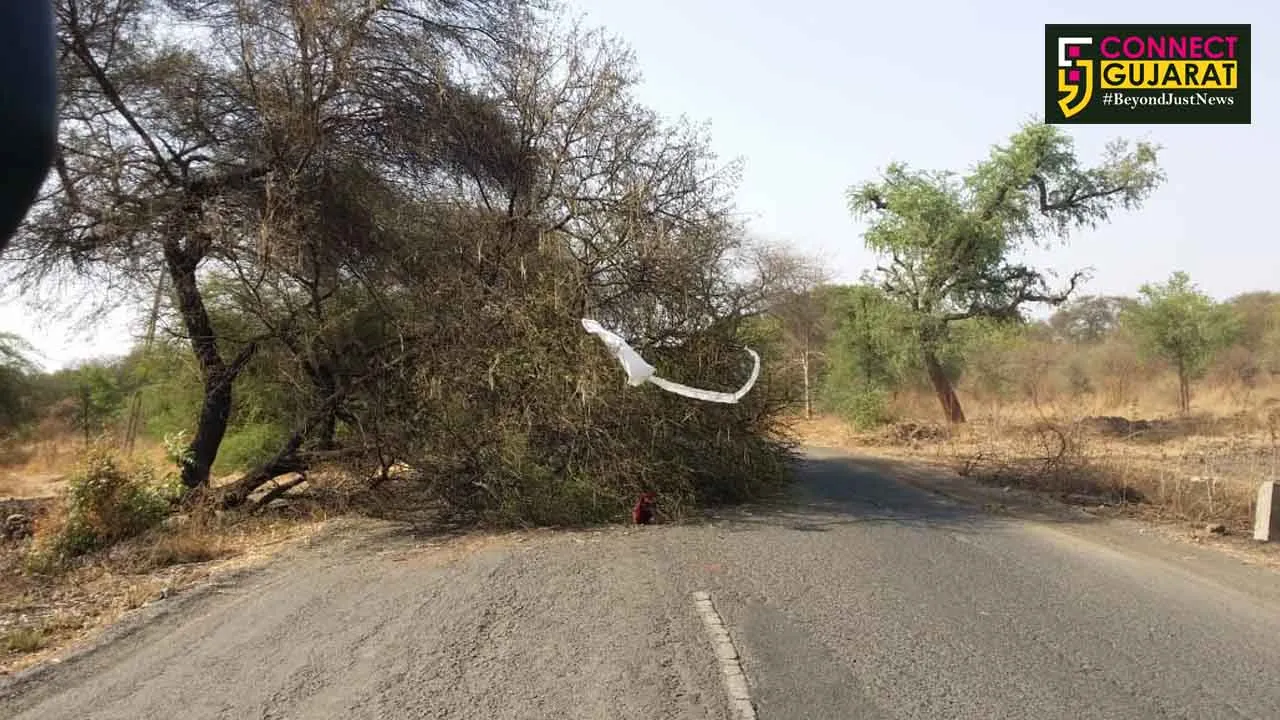 પાલેજ-ભરૂચ માર્ગ પર ભૂખીખાડી પાસે બાવળનું વૃક્ષ ધરાશાયી થતા વાહનવ્યવહાર ખોરવાયો