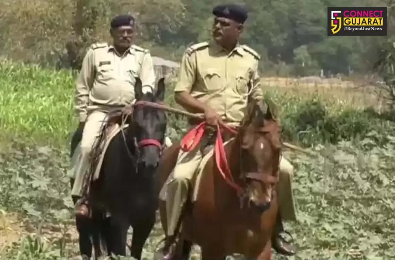 પંચમહાલ જિલ્લાના આ ગામોમાં ઘોડેસવાર પોલીસ કરે છે ખેતરોની રખેવાળી