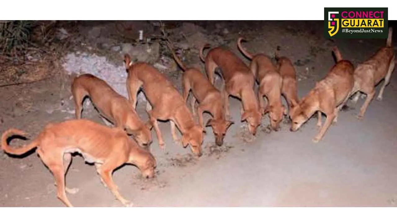 જાણો ગુજરાતના આ ગામના કુતરા છે કરોડપતિ...અહીંના પક્ષી અને જાનવર પણ ખુશ...!!