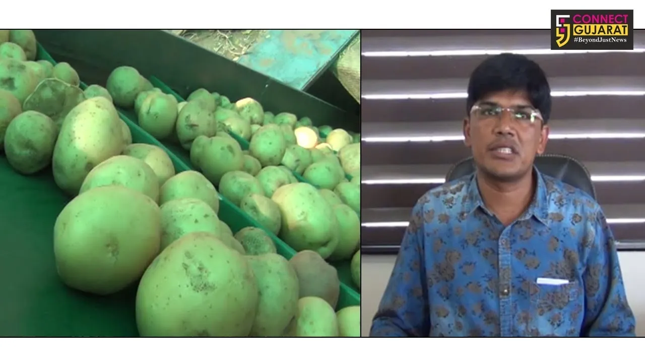 અરવલ્લી: બટાકાના ખેડૂતોને પૂરતા ભાવ ન મળતા ખેડૂતો બટકા કોલ્ડ સ્ટોરેજમાં મુકવા બન્યા મજબૂર