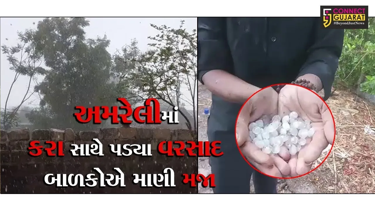 અમરેલી જિલ્લામાં અચાનક વરસેલ કમોસમી વરસાદે ખેડૂતોની ચિંતા વધારી